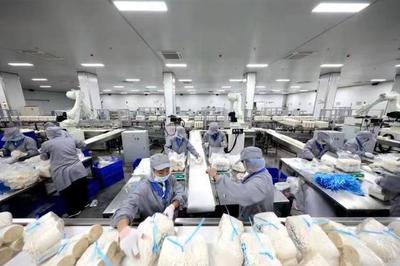 日產金針菇160噸！鄒城小蘑菇撐起群眾致富傘