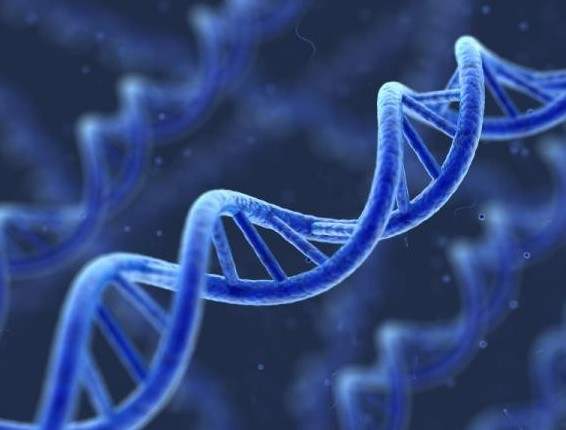 清真食品中的生物技術及轉基因生物制品 生物科技的融合與挑戰